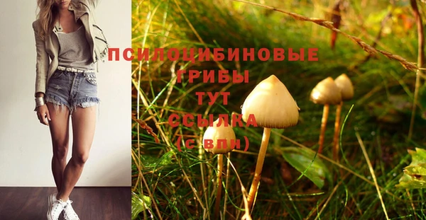 ГАЛЛЮЦИНОГЕННЫЕ ГРИБЫ Новозыбков
