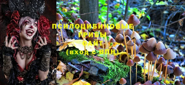 ГАЛЛЮЦИНОГЕННЫЕ ГРИБЫ Новозыбков
