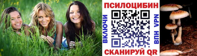 Псилоцибиновые грибы Psilocybe Купить Пустошка