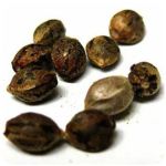 Семена марихуаны АК-47  (Seeds AK-47) в Пустошке